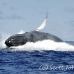 whale_humpback_h_00382_dom2429.jpg